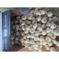 Fresh Pure White Garlic Crop 2020